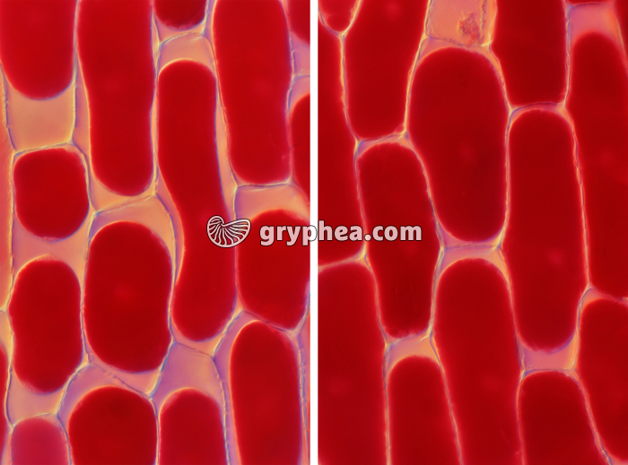 Cellules de l'épiderme d'oignon rouge - plasmolyse et déplasmolyse x100 - gryphea.org